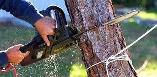 How Our Tree Care Process Works  in  Frankfort Square, IL