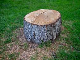 Best Tree Health Inspection  in Frankfort Square, IL