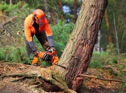 Best Utility Line Clearance  in Frankfort Square, IL