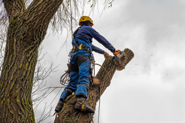 Best Tree Trimming and Pruning  in Frankfort Square, IL