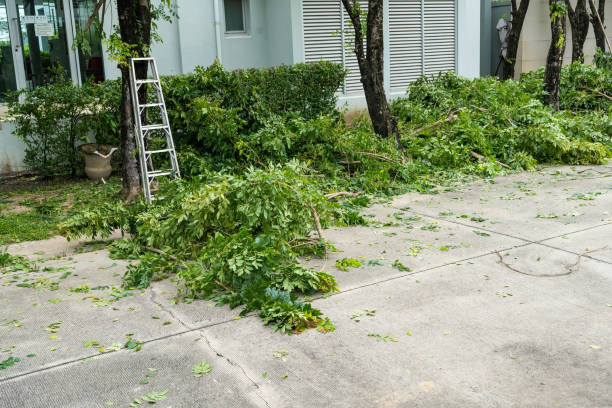  Frankfort Square, IL Tree Services Pros