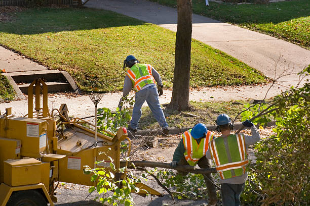 Best Emergency Tree Removal  in Frankfort Square, IL
