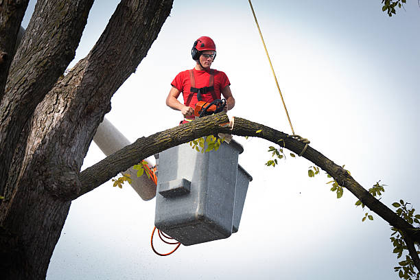 Best Tree Maintenance Programs  in Frankfort Square, IL
