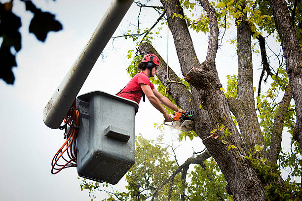 Best Palm Tree Trimming  in Frankfort Square, IL